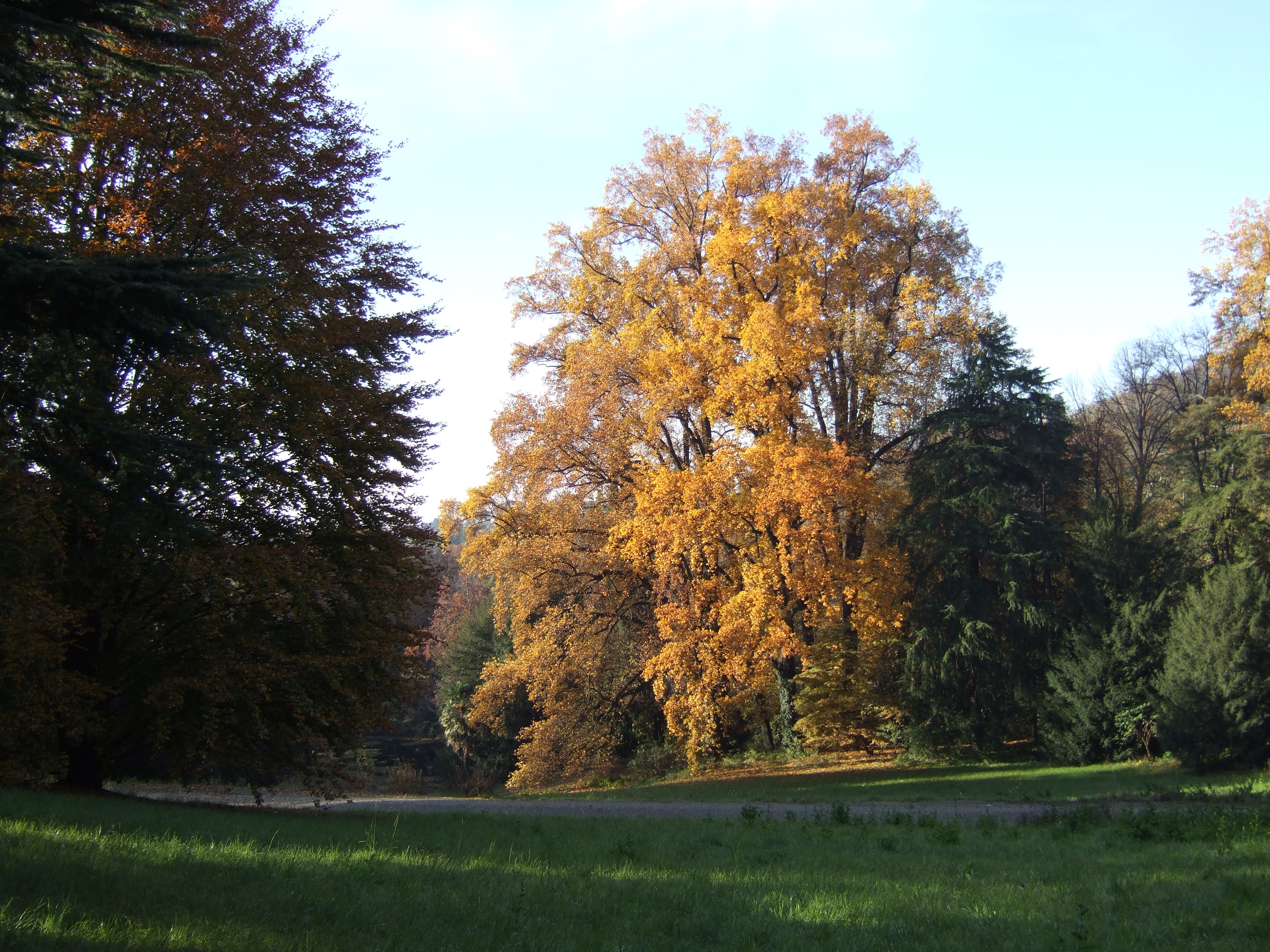 Il liriodendro nel parco di Villa Besana, un tempo l’albero più alto d’Italia